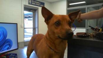 A1265591 -  Mixed Breed Dog for Adoption in Charlotte, North Carolina - A1265591 | PetCurious