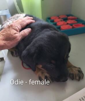 Odie -  Shepherd Dog for Adoption in Stover, Missouri - Odie | PetCurious