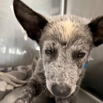 Hound Dogs Available for Adoption in Yuma, Arizona - Hyena | PetCurious