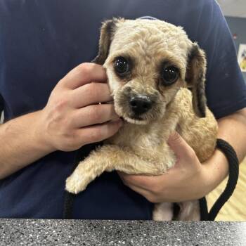 Mimi -  Mixed Breed Dog for Adoption in Newark, New Jersey - Mimi | PetCurious