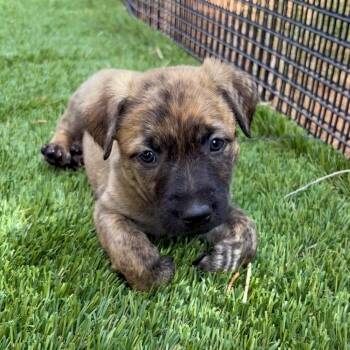 Sushi -  Shepherd Dog for Adoption in Torrey, Utah - Sushi | PetCurious
