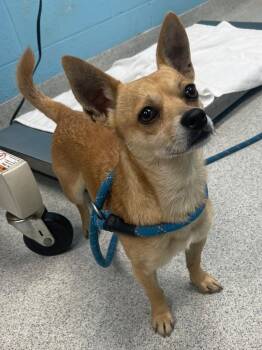 Chihuahua Dogs Available for Adoption in Frankfort, Kentucky - Eco | PetCurious