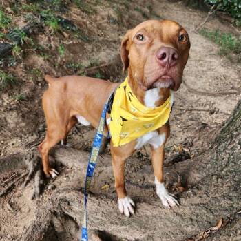 Bruno -  Hound and Mixed Breed Dog for Adoption in Falls Church, Virginia - Bruno | PetCurious