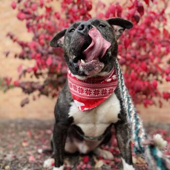 Wolfgang Puck -  Terrier Dog for Adoption in St. Louis, Missouri - Wolfgang Puck | PetCurious