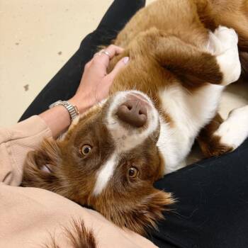 Juniper 22181 -  Retriever and Mixed Breed Dog for Adoption in Cumming, Georgia - Juniper 22181 | PetCurious