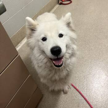 Nymeria -  American Eskimo Dog Dog for Adoption in Bristol, Indiana - Nymeria | PetCurious