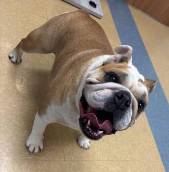 Cynder -  American Bulldog Dog for Adoption in Little Elm, Texas - Cynder | PetCurious