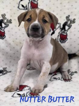 Cattle Dog Dogs Available for Adoption in Momence, Illinois - Nutter Butter | PetCurious