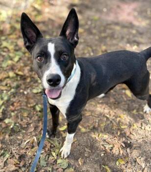 Matilda -  Mixed Breed Dog for Adoption in Lindenhurst, New York - Matilda | PetCurious