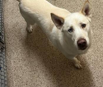 Rescue Husky and German Shepherd Dog Dogs for Adoption in Oklahoma City, Oklahoma - Ozzie | PetCurious