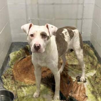 Mixed Breed Dogs Available for Adoption in Jeffersonville, Indiana - Zinger | PetCurious