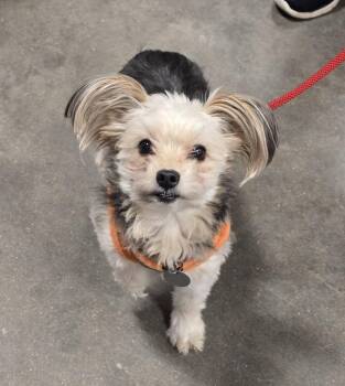 Chihuahua Dogs Available for Adoption - Yoche | PetCurious