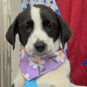 Beagle and Pointer Dogs Available for Adoption in Woolwich, Maine - Elio | PetCurious