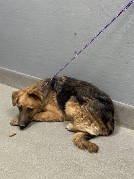 BRITTANY -  German Shepherd Dog and Mixed Breed Dog for Adoption in Las Vegas, Nevada - BRITTANY | PetCurious