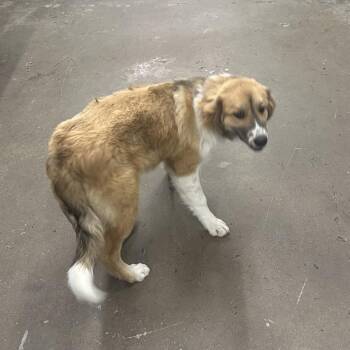 Rough Collie and Mixed Breed Dogs Available for Adoption in Corbin, Kentucky - Bandon | PetCurious