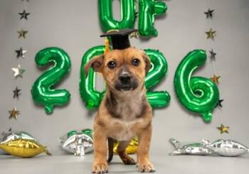 Chihuahua and Mixed Breed Dogs Available for Adoption in Fort Worth, Texas - Fiddle | PetCurious
