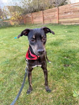 Rescue Hound Dogs for Adoption in Bothell, Washington - Zander | PetCurious