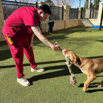 Nitro (FKA CD) -  Labrador Retriever and Mixed Breed Dog for Adoption in Midland, Texas - Nitro (FKA CD) | PetCurious