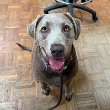 Munchie -  Labrador Retriever Dog for Adoption in Goleta, California - Munchie | PetCurious
