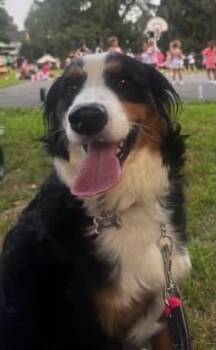Jolene -  Bernese Mountain Dog Dog for Adoption in Avondale, Pennsylvania - Jolene | PetCurious