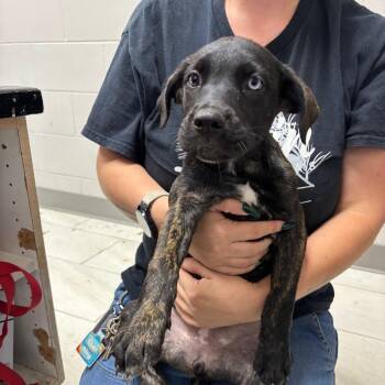 Guinevere -  Mixed Breed Dog for Adoption in Lufkin, Texas - Guinevere | PetCurious