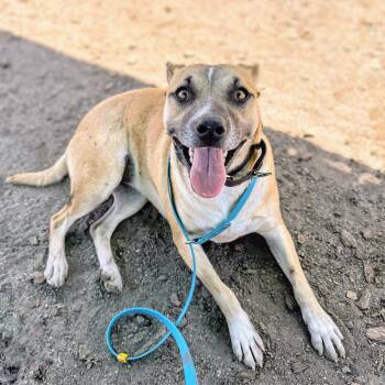 Pomona -  Pit Bull Terrier Dog for Adoption in Oakland, California - Pomona | PetCurious