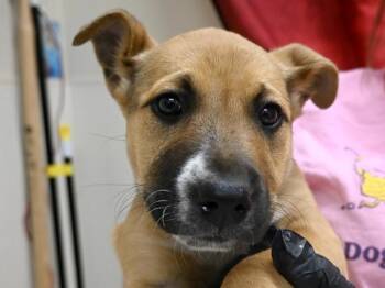 Shepherd and Pit Bull Terrier Dogs Available for Adoption in Portland, Oregon - Helena | PetCurious