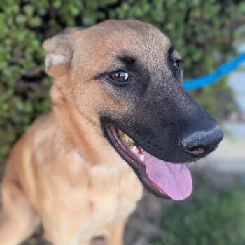 Rescue Shepherd Dogs for Adoption in Bellflower, California - Ness (Vanessa) | PetCurious