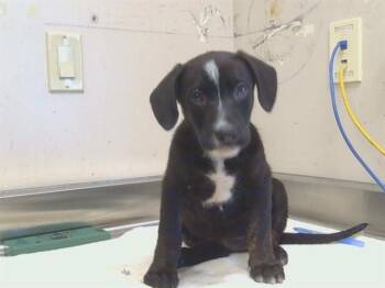 CASEY -  Labrador Retriever and Mixed Breed Dog for Adoption in Sacramento, California - CASEY | PetCurious