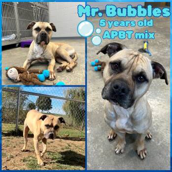 Rescue Pit Bull Terrier Dogs for Adoption in Franklin, Indiana - Mr. Bubbles | PetCurious