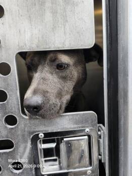 American Staffordshire Terrier Dogs Available for Adoption in San Antonio, Texas - GORDA | PetCurious