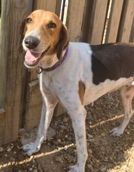 Ladybug -  Treeing Walker Coonhound and Hound Dog for Adoption in El Dorado, Arkansas - Ladybug | PetCurious