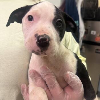 Mixed Breed Dogs Available for Adoption - Tyrone | PetCurious