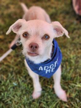 Terrier and Chihuahua Dogs Available for Adoption - Graham | PetCurious