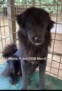 Limona -  Newfoundland Dog and Chow Chow Dog for Adoption in Shrewsbury, Massachusetts - Limona | PetCurious