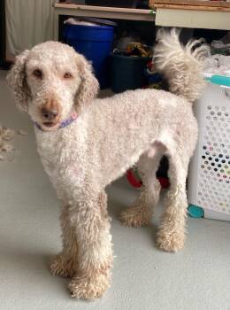 Poodle Dogs Available for Adoption - Chief | PetCurious
