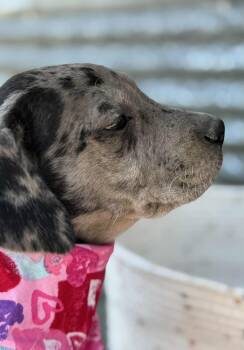 Rescue Great Dane and Chocolate Labrador Retriever Dogs for Adoption in Mathis, Texas - Bitsy | PetCurious