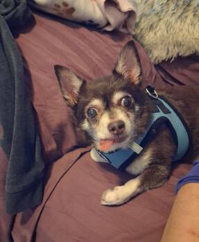 Mai Tai -  Chihuahua Dog for Adoption in Maryville, Tennessee - Mai Tai | PetCurious