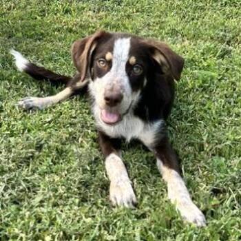 Nestle Chewy -  Australian Shepherd and Border Collie Dog for Adoption in Andover, Massachusetts - Nestle Chewy | PetCurious