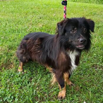 Scout -  Terrier and Shetland Sheepdog Sheltie Dog for Adoption in Maynardville, Tennessee - Scout | PetCurious