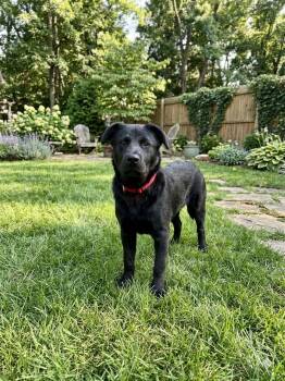 Black Labrador Retriever Dogs Available for Adoption in North Prairie, Wisconsin - **CARLSON** | PetCurious