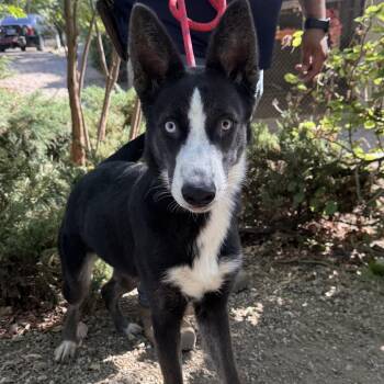 Poppy 1464 -  Border Collie and Husky Dog for Adoption in Loxahatchee Groves, Florida - Poppy 1464 | PetCurious