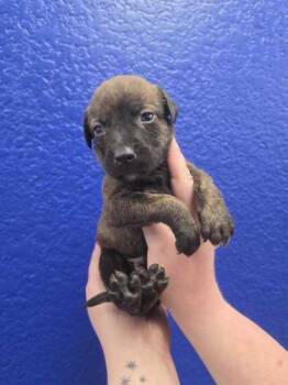 Sneezy -  Dutch Shepherd and Mixed Breed Dog for Adoption in Morton Grove, Illinois - Sneezy | PetCurious