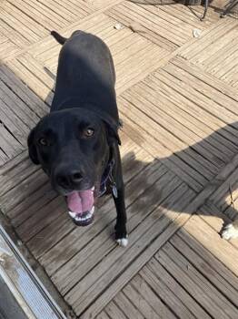 Rescue Labrador Retriever Dogs for Adoption in San Antonio, Texas - NICO | PetCurious