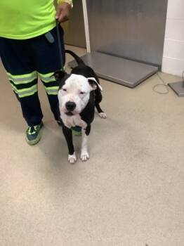 Rescue Fox Terrier and Mixed Breed Dogs for Adoption in Fort Worth, Texas - 59717557 | PetCurious