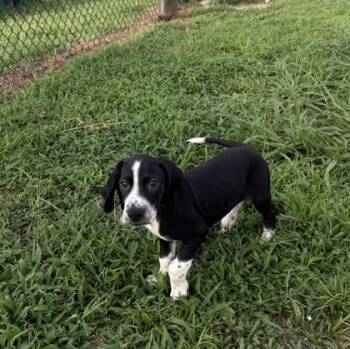Blake -  Hound and Mixed Breed Dog for Adoption in Conway, South Carolina - Blake | PetCurious