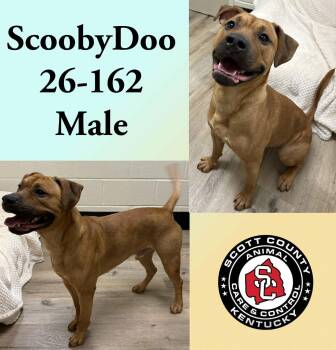 Pit Bull Terrier Dogs Available for Adoption - Scooby Doo | PetCurious