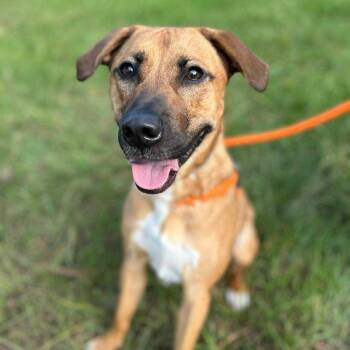 Rescue Labrador Retriever and Australian Shepherd Dogs for Adoption in Madisonville, Louisiana - PUMA | PetCurious