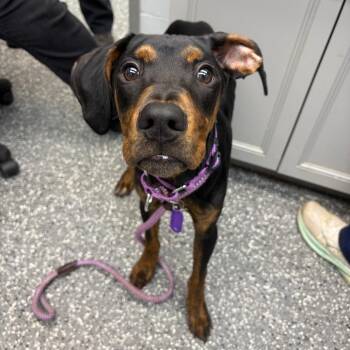 Dennis The Menace -  Doberman Pinscher and Mixed Breed Dog for Adoption in Parkersburg, West Virginia - Dennis The Menace | PetCurious