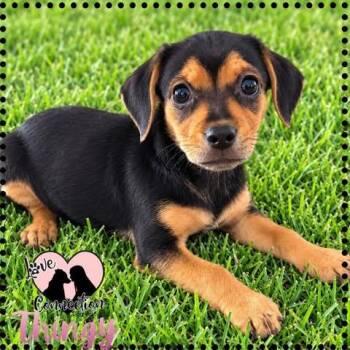 Thingy -  Havanese and Brussels Griffon Dog for Adoption in Gilbert, Arizona - Thingy | PetCurious